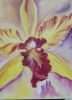 yellow orhid