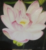Pink Lotus